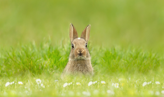 Close up of a cute little rabbit sitting in grass, UK.