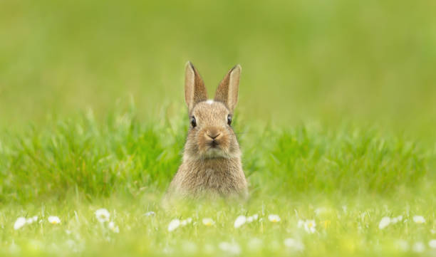 Close up of a cute little rabbit sitting in grass stock photo