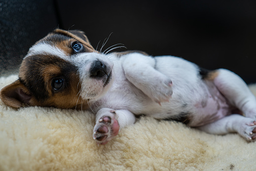 A closeup shot of a little Jack Russell Terrier on the bed