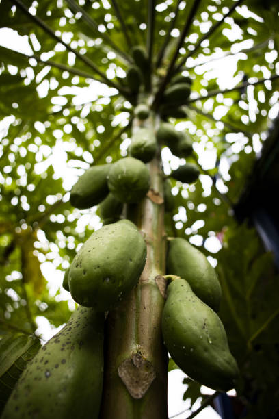 istock Vertical shot of green papayas hanging from a tree 1464973021