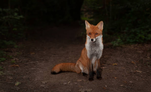 istock Close up of a Red fox in a forest at night 1464973073