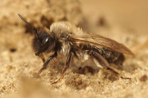 istock Closeup shot of an endangered Dawn mining bee on the ground 1464973169