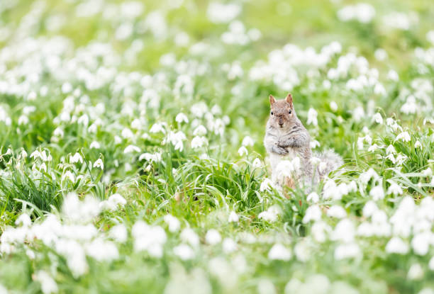 Close-up of a Grey Squirrel in snowdrops, UK.