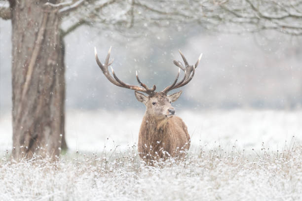 istock Close up of a Red deer stag in winter 1464973625