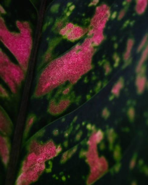 istock Closeup shot of Rubber tree Ruby dark green leaves flushed with pink and cream 1464973687