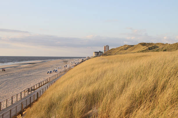 istock Mesmerizing view of dune grass with an ocean during sunset 1464973844