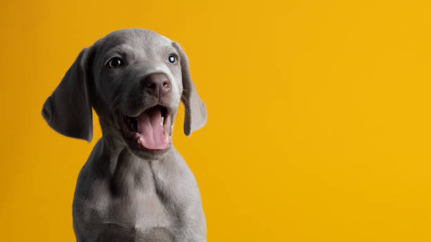 istock Cute Weimaraner puppy isolated on a yellow background 1464973907