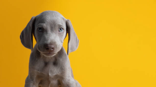 istock Cute Weimaraner puppy isolated on a yellow background 1464973908