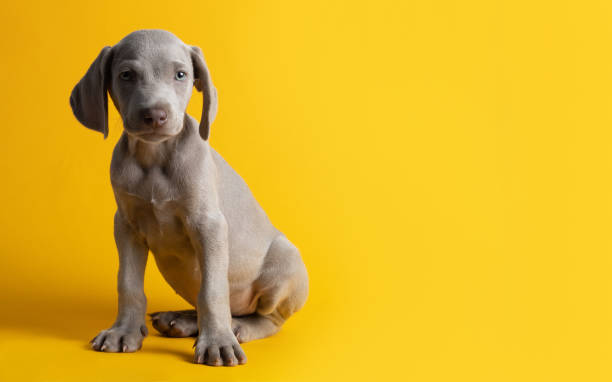 istock Cute Weimaraner puppy isolated on a yellow background 1464973910