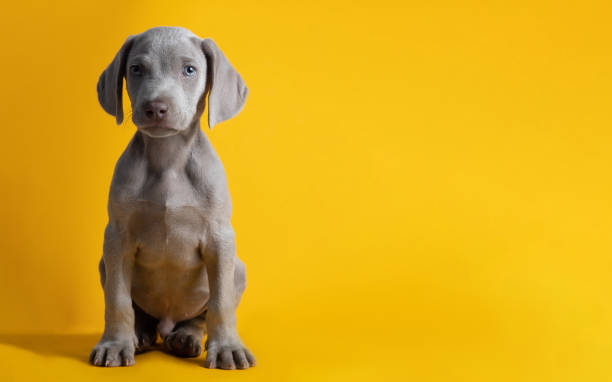 istock Cute Weimaraner puppy isolated on a yellow background 1464973912