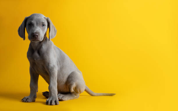 istock Cute Weimaraner puppy isolated on a yellow background 1464973914