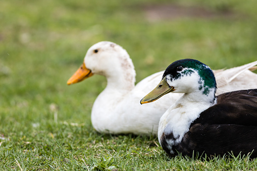A shallow focus of two ducks sitting in the grass