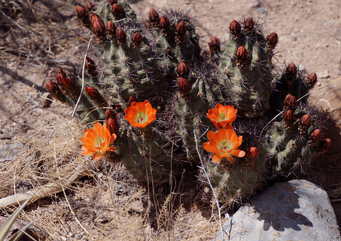 Prickly pear cactus blooms on the desert nearby St. George, Utah.