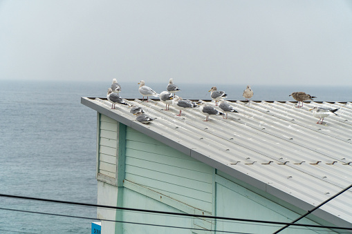 A flock of seagulls on a roof of a building near the sea