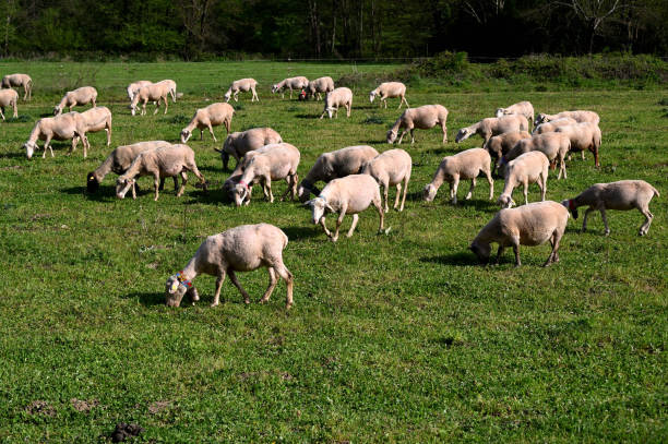 istock herd of sheeps in a green meadow 1464974813