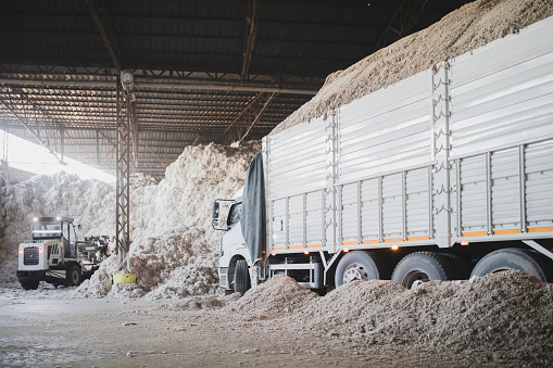 Truck loading cotton