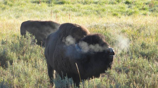 istock Big brown buffalo grazing in the field 1464975531