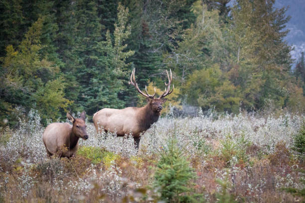 istock Bull and cow elks (Cervus canadensis) in the forest 1464975551
