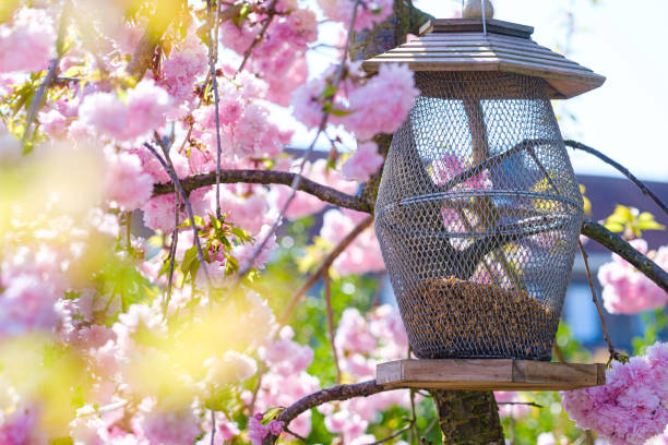 A selective focus shot of a bird feeder surrounded by cherry blossoms