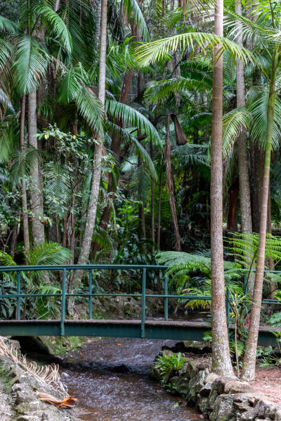 istock Vertical shot of a small bridge on the river in a forest 1464975558