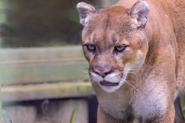 istock Closeup of Florida panther staring forward on blur background 1464975636