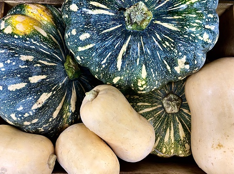 Horizontal flat lay close up of organic fresh picked kent and butternut pumpkins from country farm