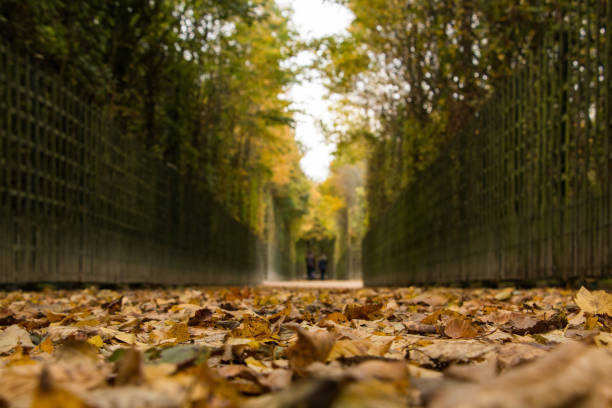 istock trail with yellow autumn leaves 1464976323