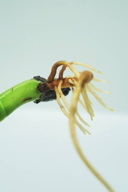 istock Selective focus shot of a plant short root on a white background 1464976686