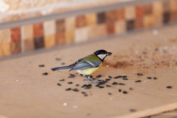 istock Tit on blurred background near sunflower seeds 1464976734