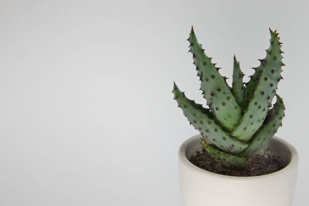 istock Green succulent plant  in white pot isolated on white background 1464976828
