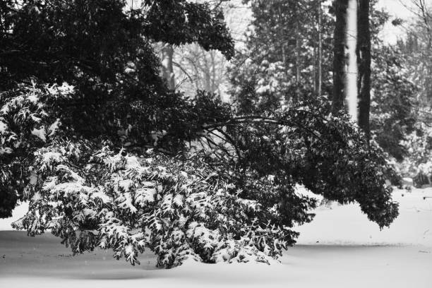 Free Stock Photo of Snow Covered Trees in Black and White | Download ...
