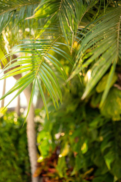 istock Selective focus shot of palm leaves under the sunlight 1464977142