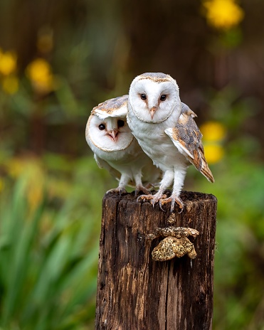 A vertical closeup shot of two Barn owls sitting on a stump of a tree and looking at the camera