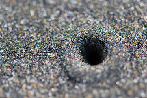Close up view of round warn burrow in sand at beach