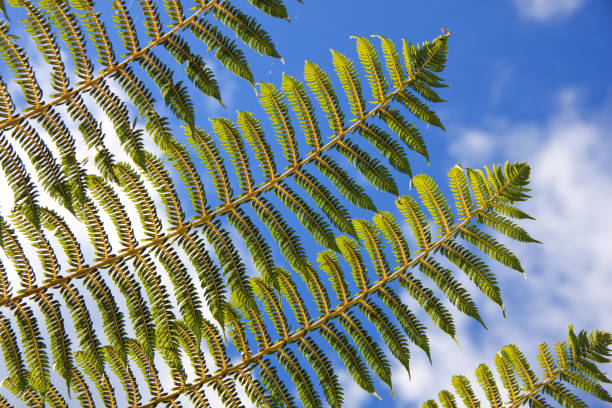 Closeup of fernleaf plant with blue sky Closeup of fern plant with blue sky in New Zealand fernleaf yarrow in garden stock pictures, royalty-free photos & images