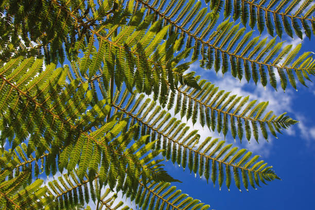 Closeup of fernleaf plant with blue sky Closeup of fern plant with blue sky in New Zealand. fernleaf yarrow in garden stock pictures, royalty-free photos & images