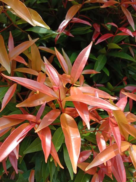 istock The red bud plant looks bright under the sun 1464980241