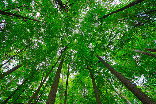 A low angle view of a Green forest. Tree with green Leaves and sunlight