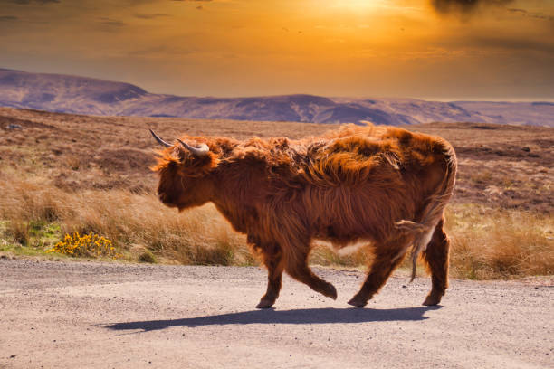 bestiame di galloway che cammina in un bellissimo tramonto - young animal agriculture galloway highland cattle foto e immagini stock