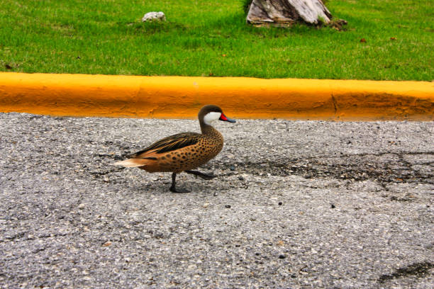a little marching duck on the street