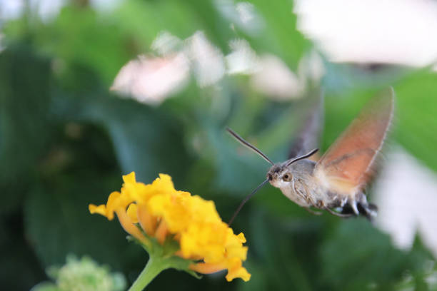 a hummingbird hawkmoth at a yellow flower