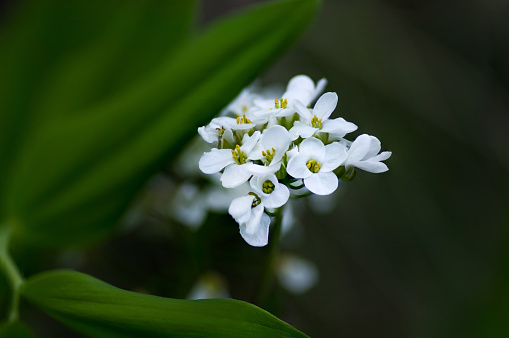 A closeup shot of blooming white flowers in the greenery
