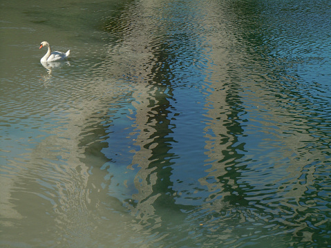 Peaceful swan on the water surface with bridge reflections