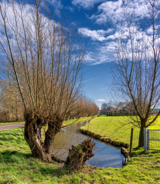 istock Willow trees in a Dutch polder landscape near Delft, The Netherlands 1464981621