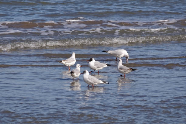 istock Flock of seagulls in a lake 1464981644