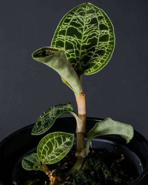 istock Vertical closeup shot of a beautifully patterned leaf on a plant 1464982558