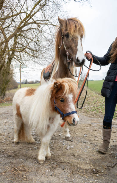 istock A pony and a big horse 1464983199