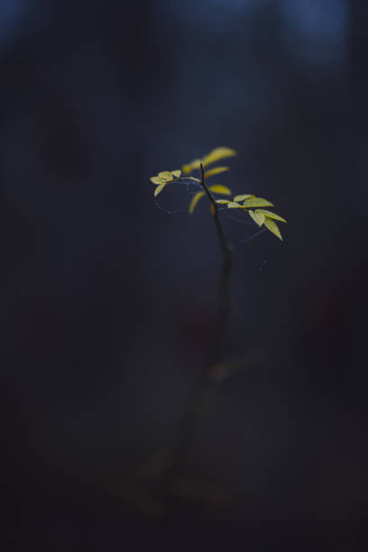 istock Vertical shot of growing plant's twigs 1464984038