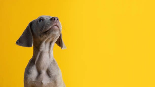 istock Cute weimaraner puppy isolated on a yellow background 1464985977