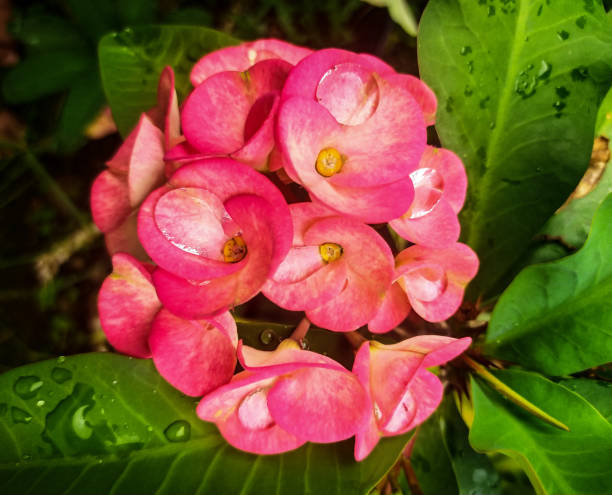 istock Euphorbia Milii flower 1464987427